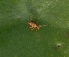 Dicyrtomina saundersi
