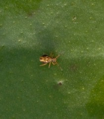 Dicyrtomina saundersi