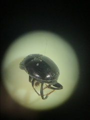 Pseudocanthon perplexus