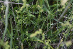 Galium firmum