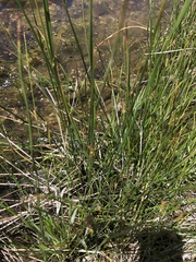 Juncus arcticus