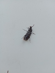 Tenebrio molitor