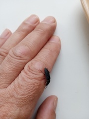 Tenebrio molitor