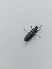 Tenebrio molitor