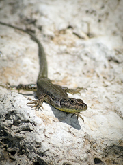 Podarcis vaucheri
