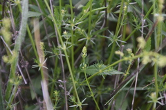 Galium firmum