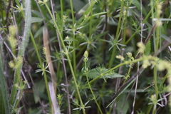 Galium firmum