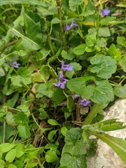 Glechoma hederacea
