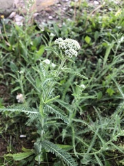 Achillea millefolium