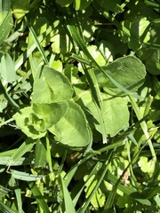 Veronica serpyllifolia