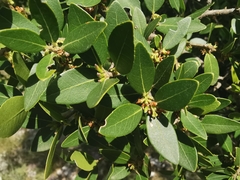 Phillyrea latifolia media