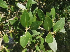 Phillyrea latifolia media