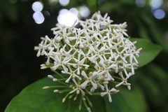 Ixora finlaysoniana