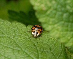 Harmonia axyridis