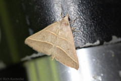 Hemeroplanis parallela