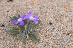 Matthiola sinuata