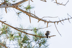 Muscicapa striata tyrrhenica