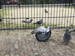 Columba livia domestica