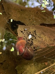 Planorbarius corneus