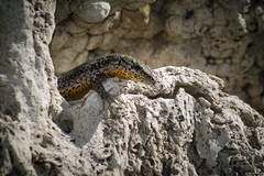 Podarcis vaucheri