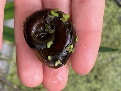 Planorbarius corneus