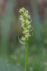 Dactylorhiza insularis