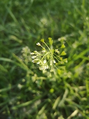 Capsella bursa-pastoris