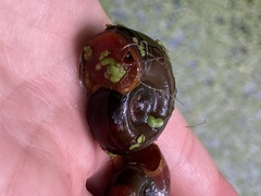 Planorbarius corneus