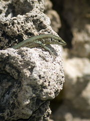Podarcis vaucheri