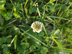 Trifolium repens