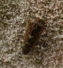 Idiocerus herrichii
