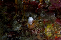 Goniodoris nodosa