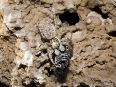 Menemerus semilimbatus