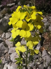 Erysimum nevadense