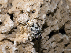 Menemerus semilimbatus