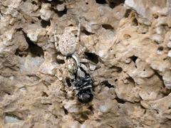 Menemerus semilimbatus