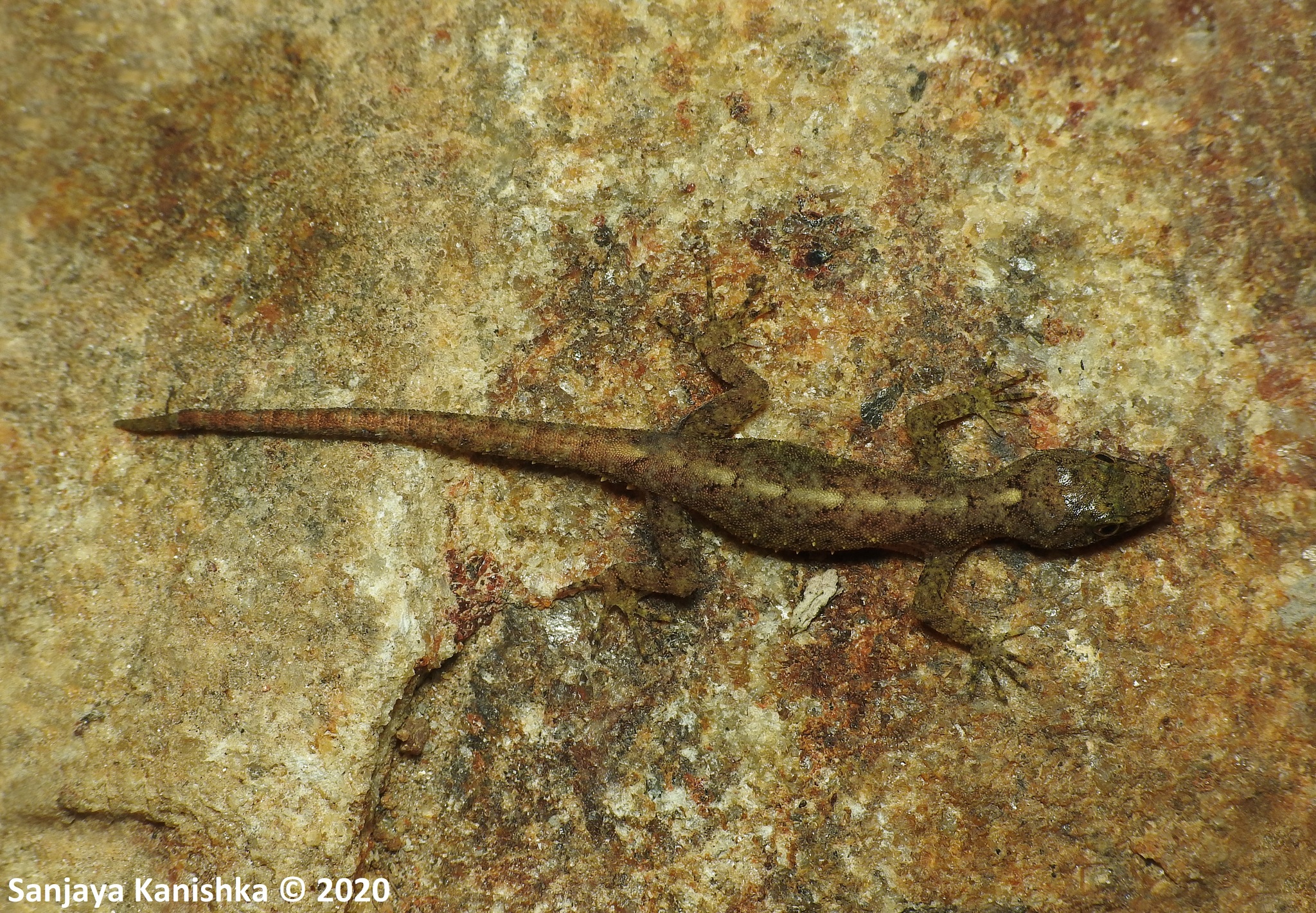 Kivulegedaras' Day Gecko photo 3