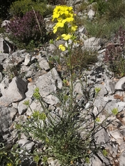 Erysimum nevadense