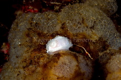 Goniodoris nodosa