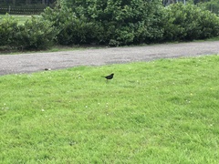 Turdus merula