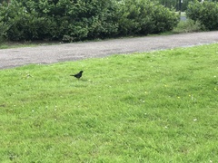 Turdus merula
