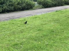 Turdus merula