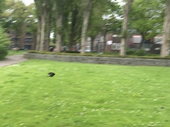 Turdus merula
