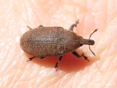 Larinus scolymi