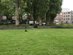 Turdus merula
