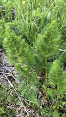 Meum athamanticum