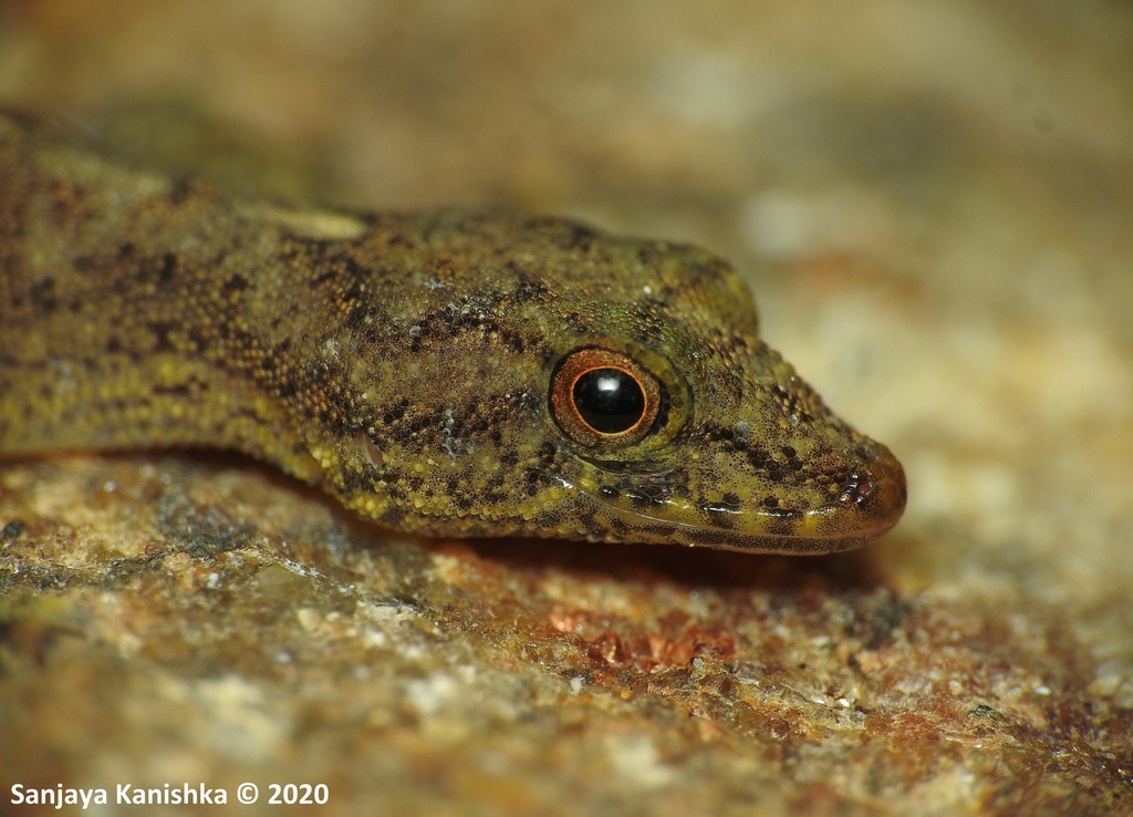 Kivulegedaras' Day Gecko