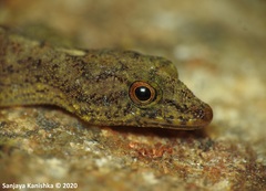 Cnemaspis kivulegedarai