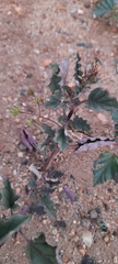 Boerhavia
