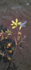 Boerhavia